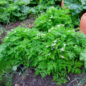 Vaste planten - Roomse kervel - Myrrhis odorata