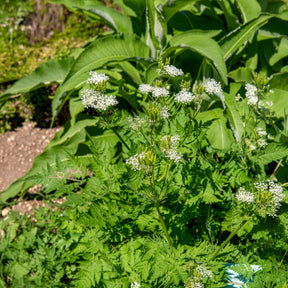Myrrhis odorata - Roomse kervel - Vaste planten