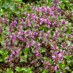 Siernetel Roseum - Willemse