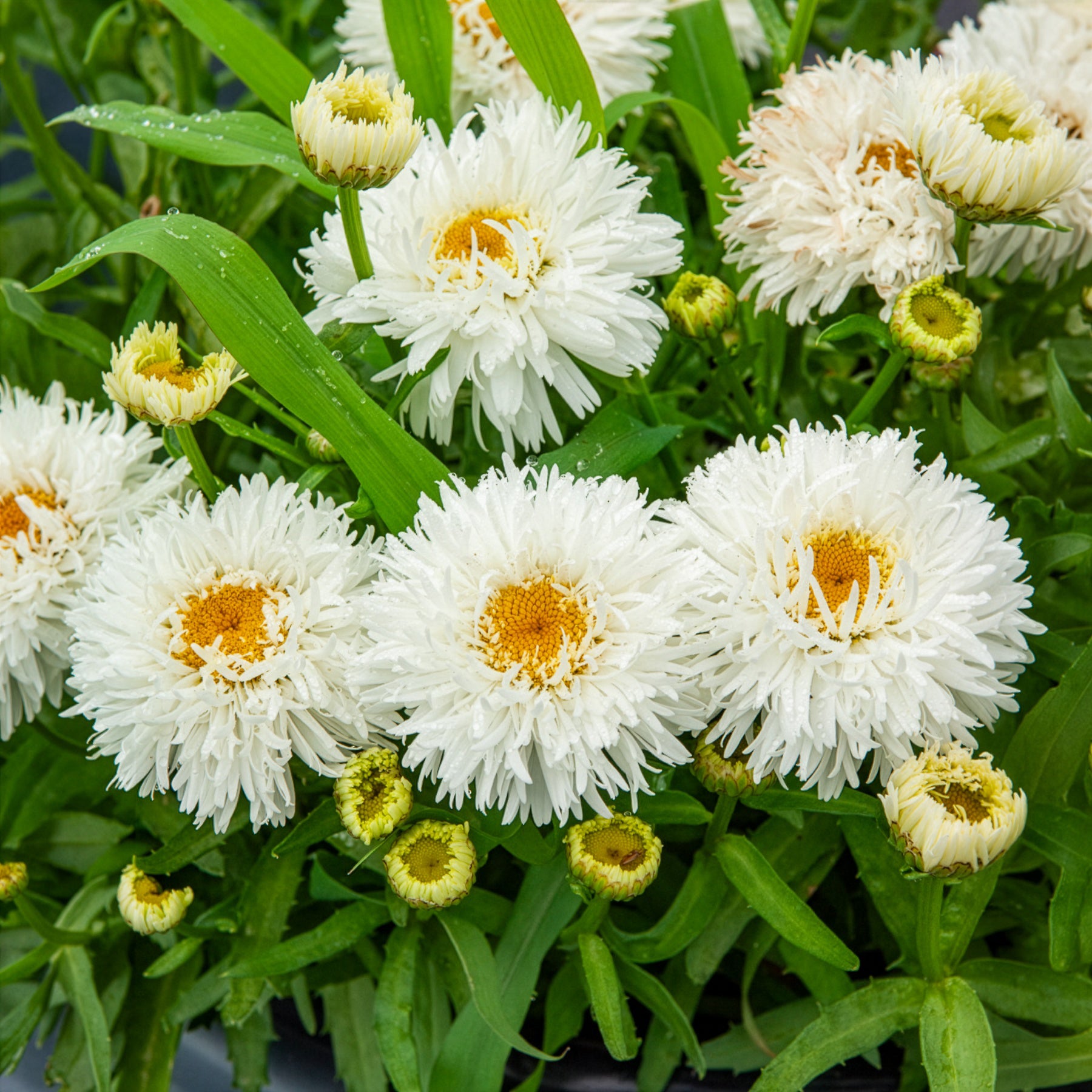 Margriet Laspider - Willemse