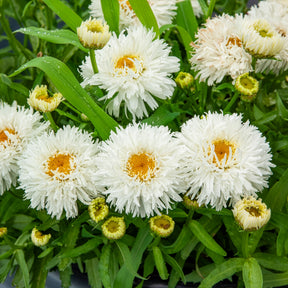 Margriet Laspider - Willemse