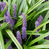 Leliegras muscari