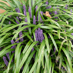 Leliegras muscari