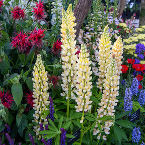 Lupinus polyphyllus Chandelier - Lupine Chandelier - Lupine