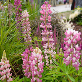 Lupine Gallery Pink - Lupinus Gallery Pink - Willemse