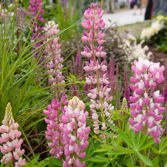Lupine Gallery Pink - Lupinus Gallery Pink - Willemse
