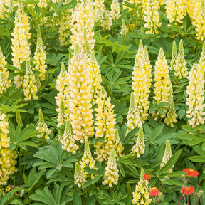 Lupine Gallery Yellow - Lupinus Gallery Yellow - Willemse