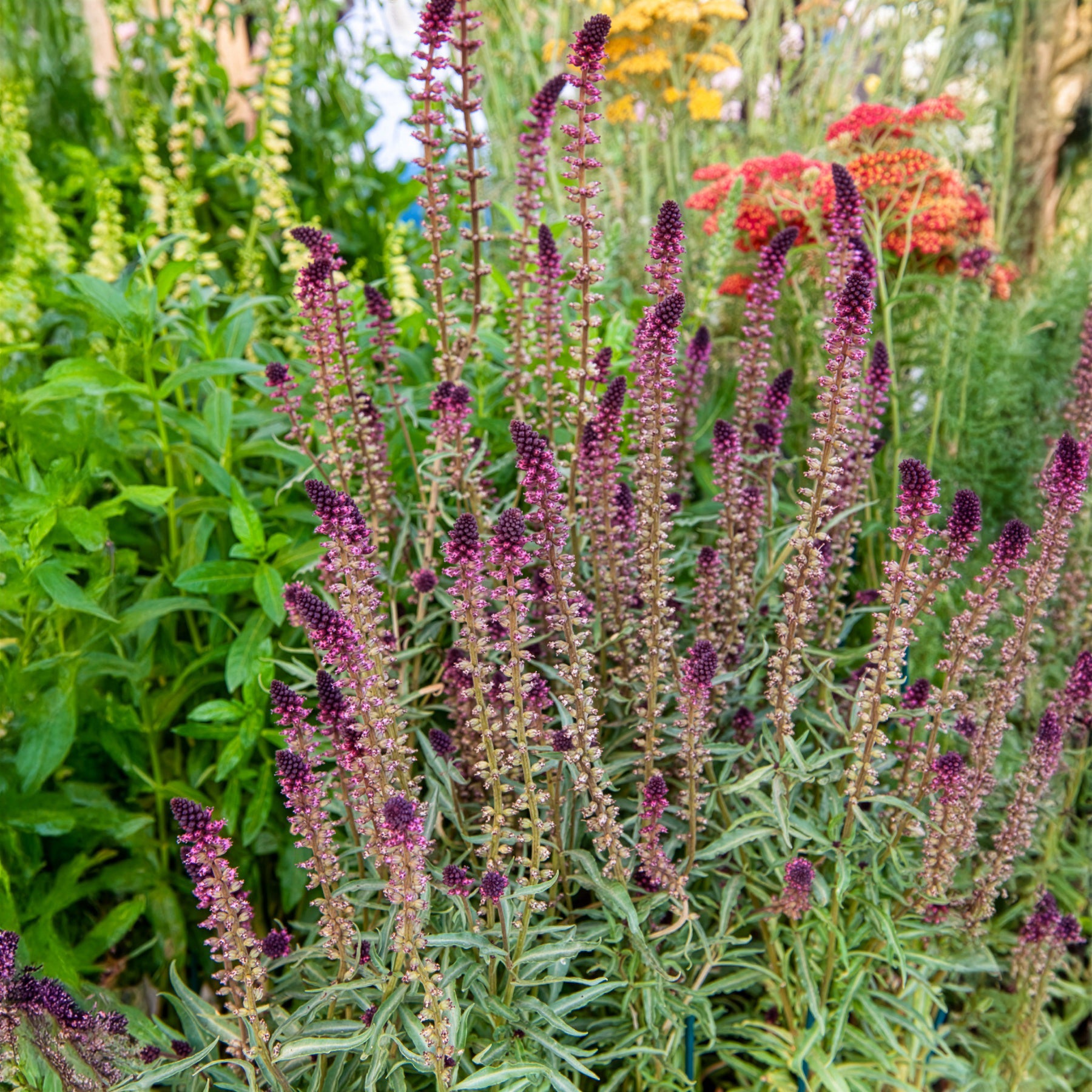 Rode wederik - Willemse