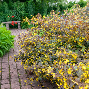 Wederik Firecracker - Lysimachia ciliata Firecracker - Willemse