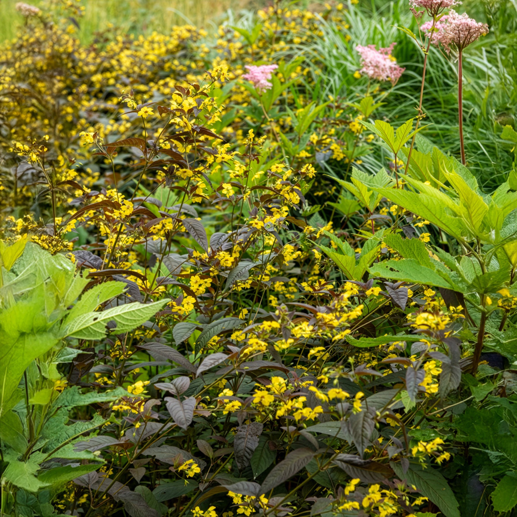 Wederik Firecracker - Willemse