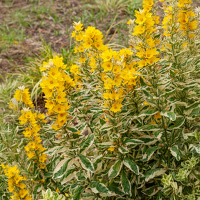 Wederik - Puntwederik Alexander - Lysimachia punctata Alexander