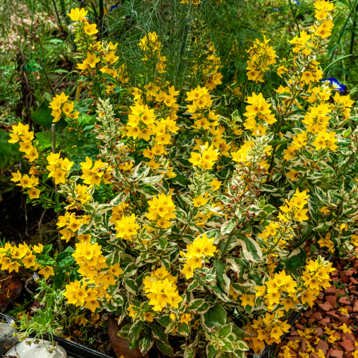 Puntwederik Alexander - Lysimachia punctata Alexander - Willemse