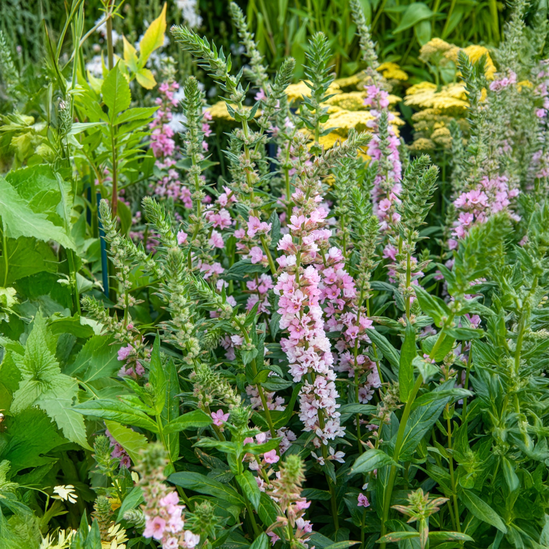 Kattenstaart Blush - Lythrum salicaria Blush - Willemse