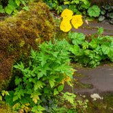 Meconopsis cambrica - Schijnpapaver - Bloeiende vaste planten