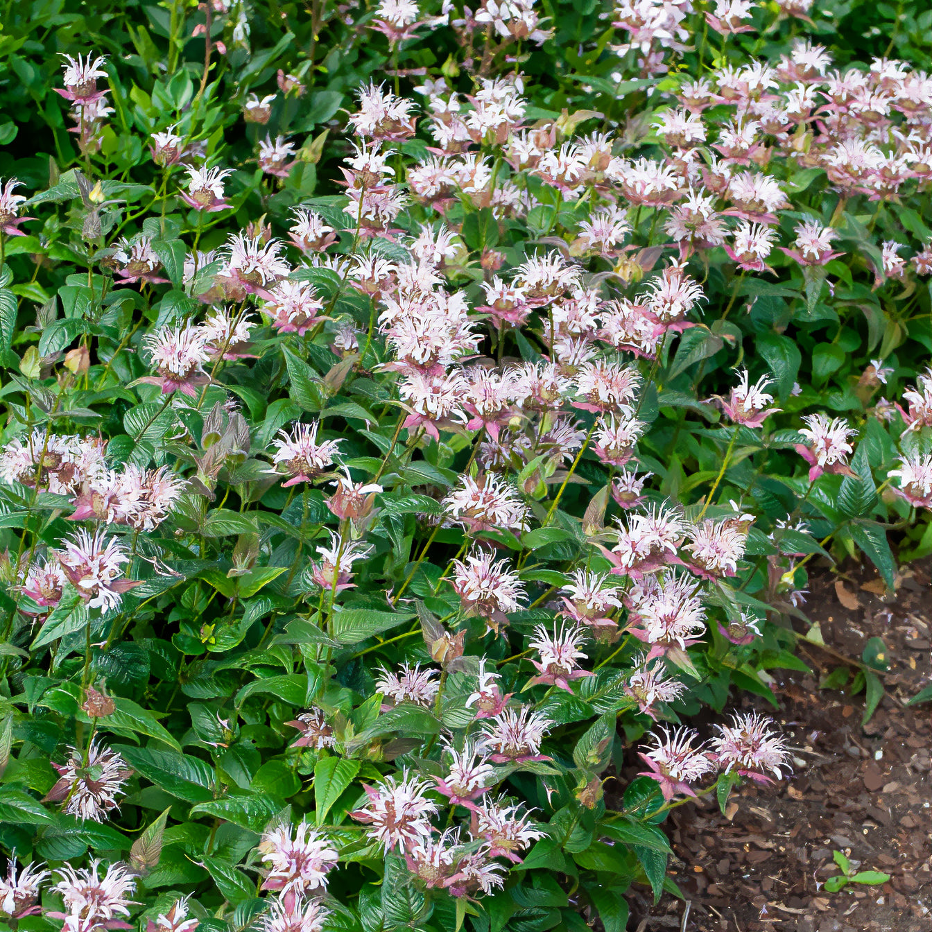 Monarde - Bergamotplant - Monarda bradburiana