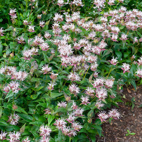 Monarde - Bergamotplant - Monarda bradburiana