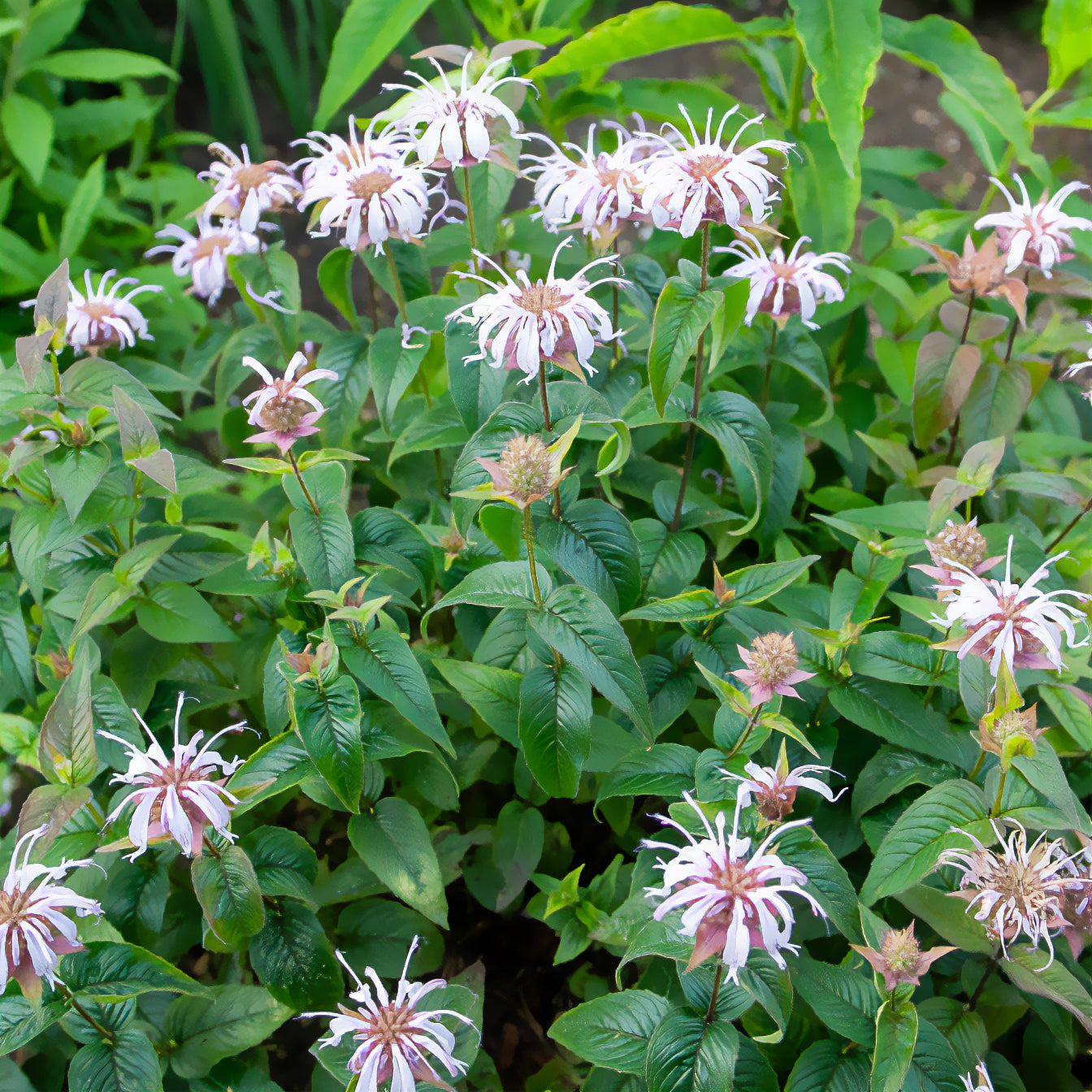 Monarda bradburiana - Bergamotplant - Monarde