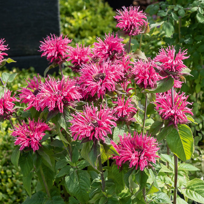 Bergamotplant Pink Lace - Monarda Pink Lace - Willemse