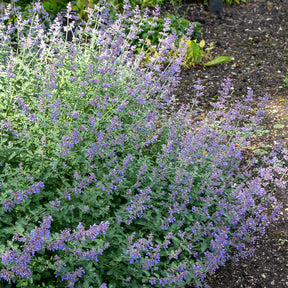 Kattekruid Dropmore - Nepeta faassenii Dropmore - Willemse