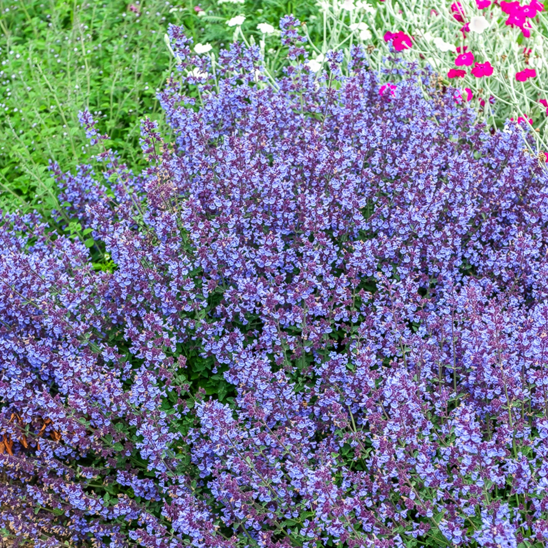 Kattenkruid Kit Cat - Willemse