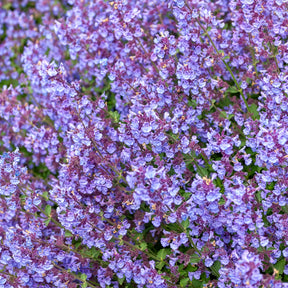 Kattenkruid Kit Cat - Nepeta Kit Cat - Willemse