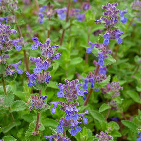 Nepeta - Kattekruid - Nepeta mussinii