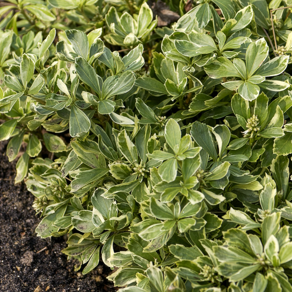 Schaduwkruid - Pachysandra terminalis variegata - Willemse