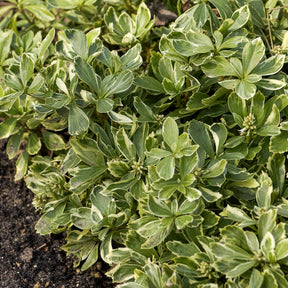 Pachysandra terminalis variegata - Schaduwkruid - Vaste bodembedekkers