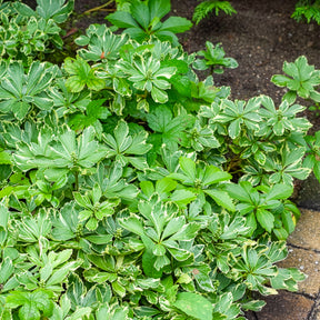 Schaduwkruid - Pachysandra terminalis variegata - Willemse