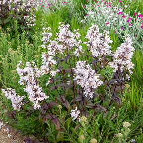 Penstemon - Slangenkop Husker Red - Penstemon digitalis Husker Red