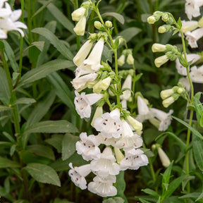Penstemon White Bedder - Slangenkop White Bedder - Penstemon