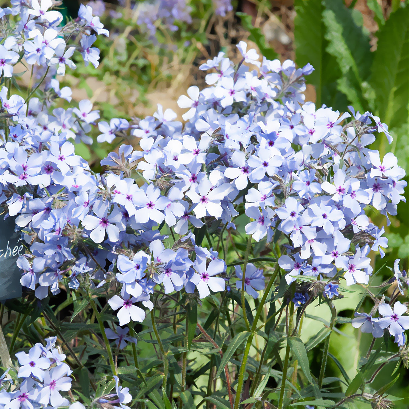 Vlambloem 'Chattahoochee' - Willemse
