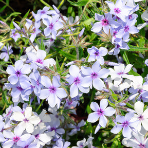 Vlambloem 'Chattahoochee' - Phlox divaricata chattahoochee - Willemse