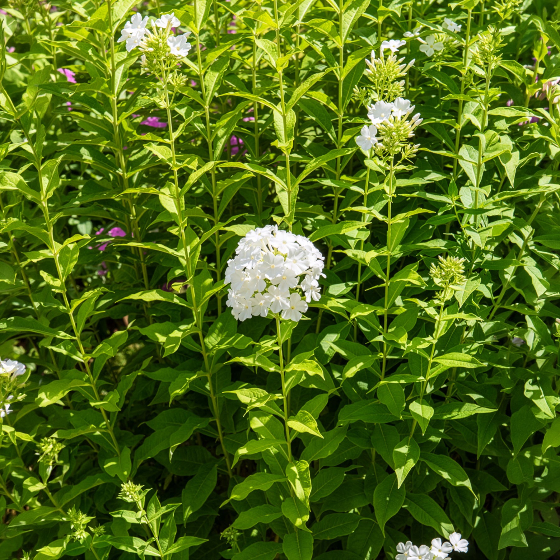 Vlambloem Fujiyama - Willemse