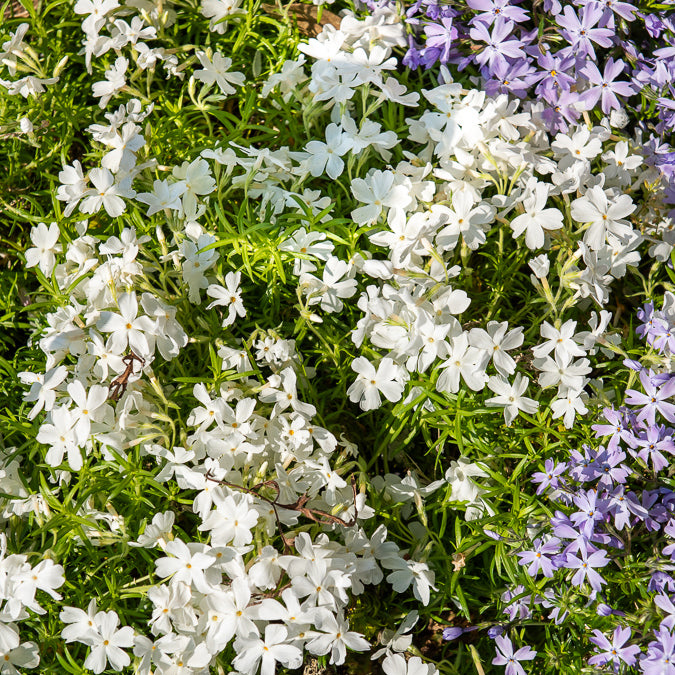 Phlox - Vlambloem White Delight - Phlox subulata White Delight