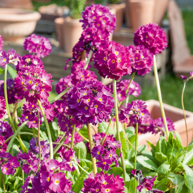 Sleutelbloem Rubin - Primula denticulata Rubin - Willemse