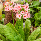 Primula japonica Apple Blossom - Japanse sleutelbloem Apple Blossom - Bloeiende vaste planten