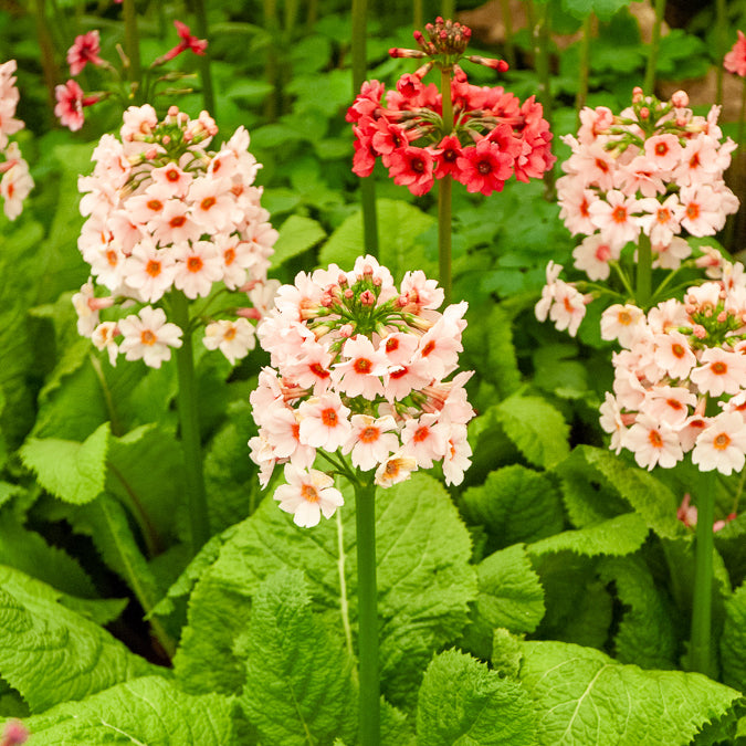 Japanse sleutelbloem Apple Blossom - Primula japonica Apple Blossom - Willemse