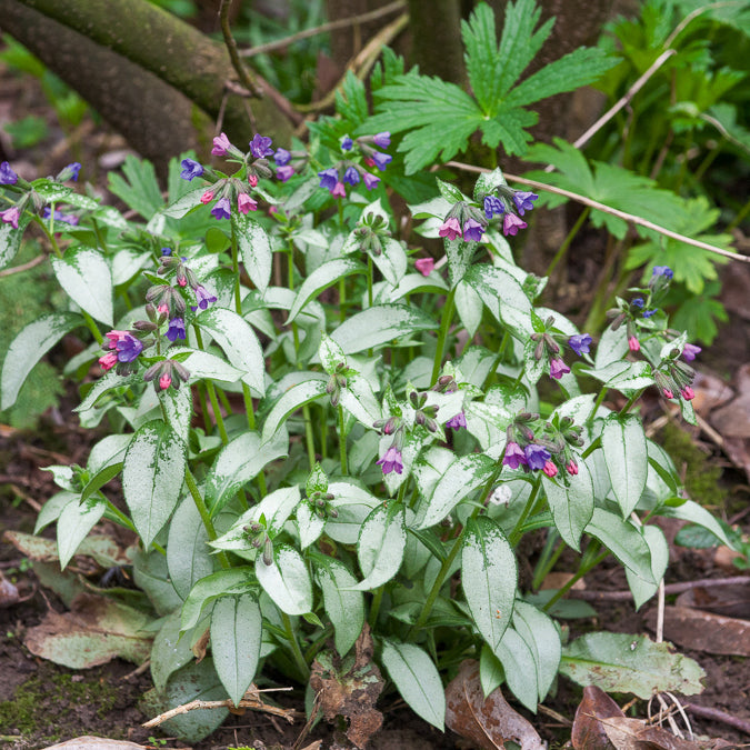 Longkruid Majesté - Pulmonaria saccharata Majeste - Willemse