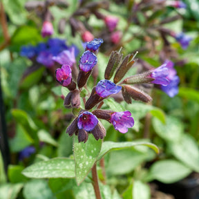 Longkruid Majesté - Willemse
