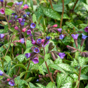 Pulmonaria saccharata Majeste - Longkruid Majesté - Vaste planten
