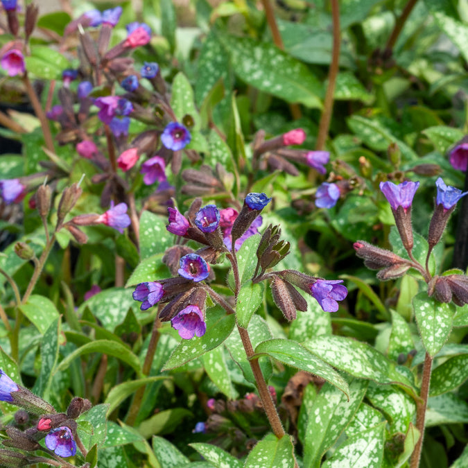 Pulmonaria saccharata Majeste - Longkruid Majesté - Vaste planten