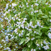 Longkruid Ocupol Opal - Pulmonaria Opal - Willemse