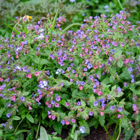 Longkruid officinale - Pulmonaria officinalis - Willemse