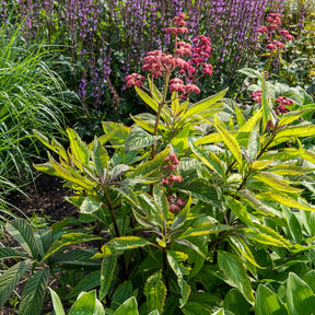Schout-bij-nacht Chocolate Wings - Rodgersia pinnata Chocolate Wings - Willemse