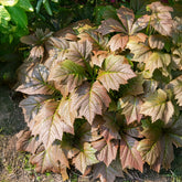 Schout-bij-nacht - Rodgersia podophylla - Willemse