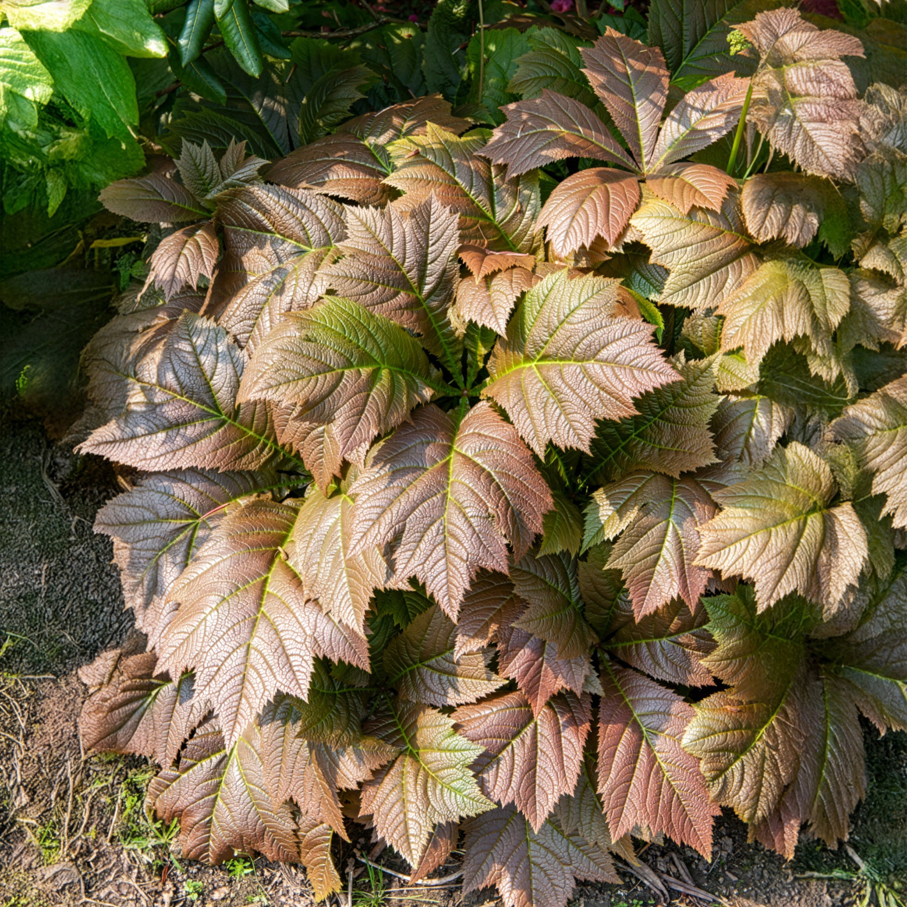 Schout-bij-nacht - Rodgersia podophylla - Willemse