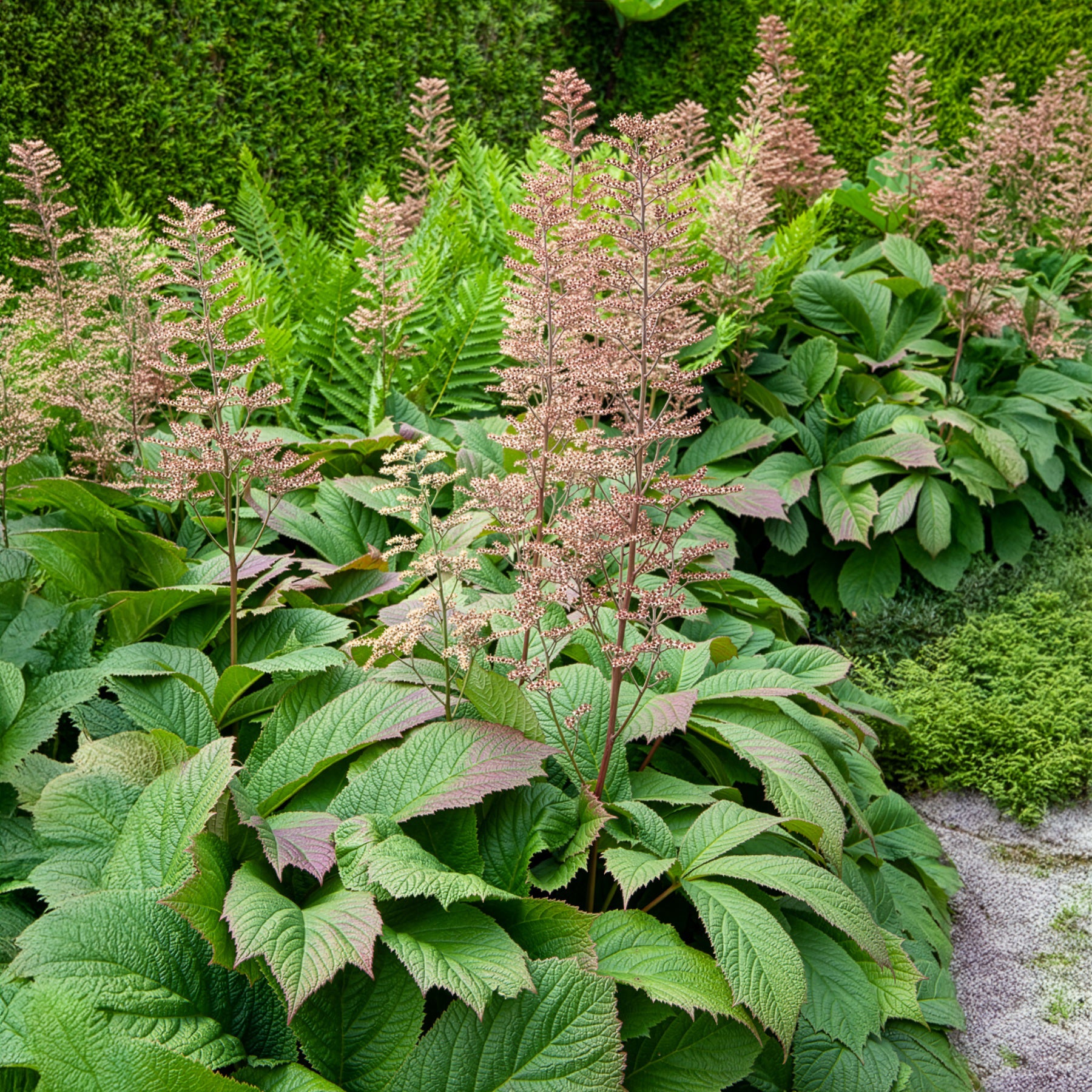 Verkoop Schout-bij-nacht - Rodgersia podophylla