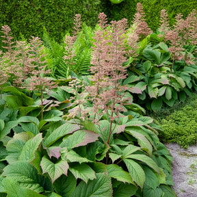 Verkoop Schout-bij-nacht - Rodgersia podophylla