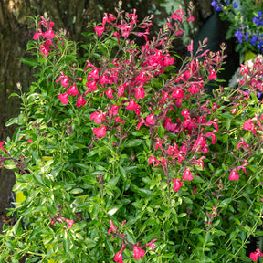 Siersalie Lipstick - Salvia greggii Lipstick - Willemse